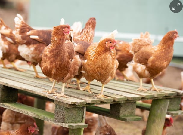 Free-range eggs are more susceptible to avian influenza – the underlying factor contributing to bare shelves. Photograph: Farlap/Alamy. Free-range eggs are more susceptible to avian influenza – the underlying factor contributing to bare shelves. Photograph: Farlap/Alamy.