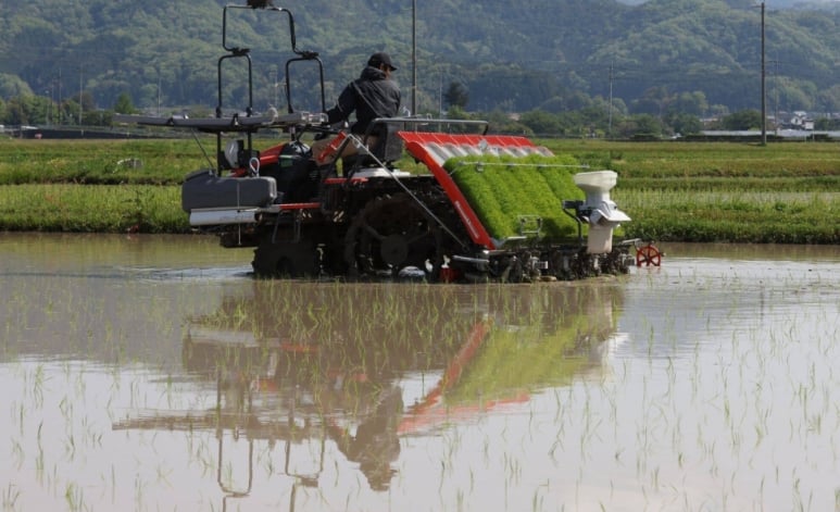 Despite the government releasing rice from its emergency stockpile since March, prices have remained high. | BLOOMBERG. Despite the government releasing rice from its emergency stockpile since March, prices have remained high. | BLOOMBERG.