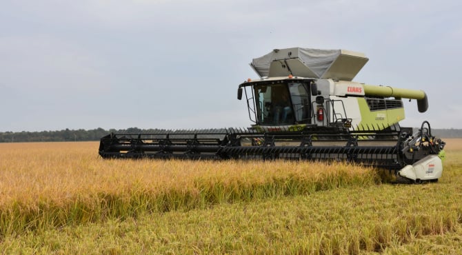 The export price of U.S. long-grain has decreased but to a smaller extent over the last six months and seems to have found a floor. Photo: Brent Murphree.