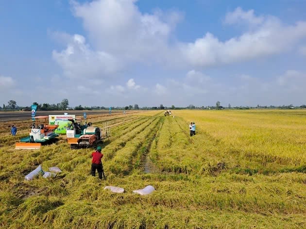 Vietnam is exploring the generation of carbon credits from rice production. Photo: Illustration. Vietnam is exploring the generation of carbon credits from rice production. Photo: Illustration.