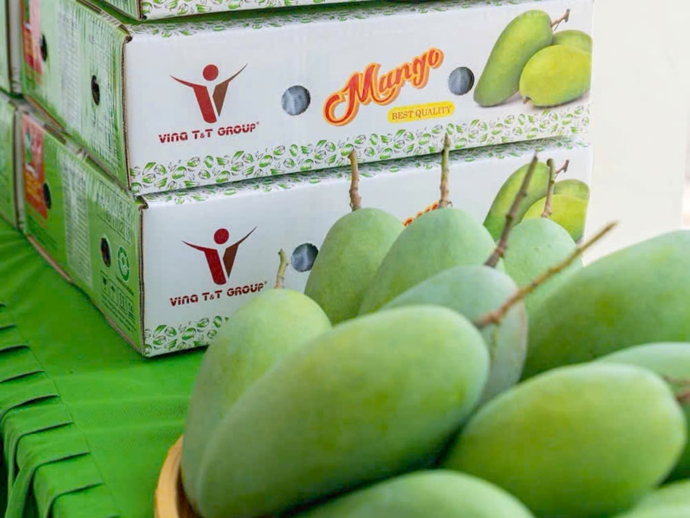 A batch of mangoes from Vina T&T Group exported to the U.S. market. Photo: Son Trang. A batch of mangoes from Vina T&T Group exported to the U.S. market. Photo: Son Trang.