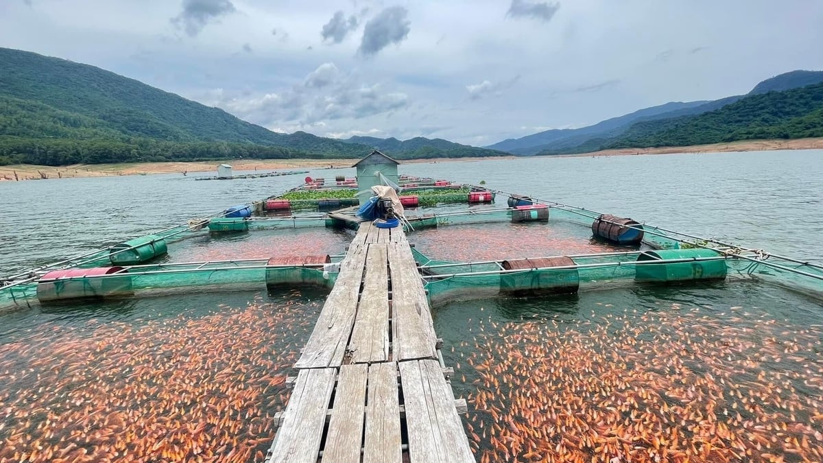 Currently, there are about 460 freshwater fish cages in the Dinh Binh reservoir, with red tilapia being the main species farmed. Photo: V.D.T. Currently, there are about 460 freshwater fish cages in the Dinh Binh reservoir, with red tilapia being the main species farmed. Photo: V.D.T.