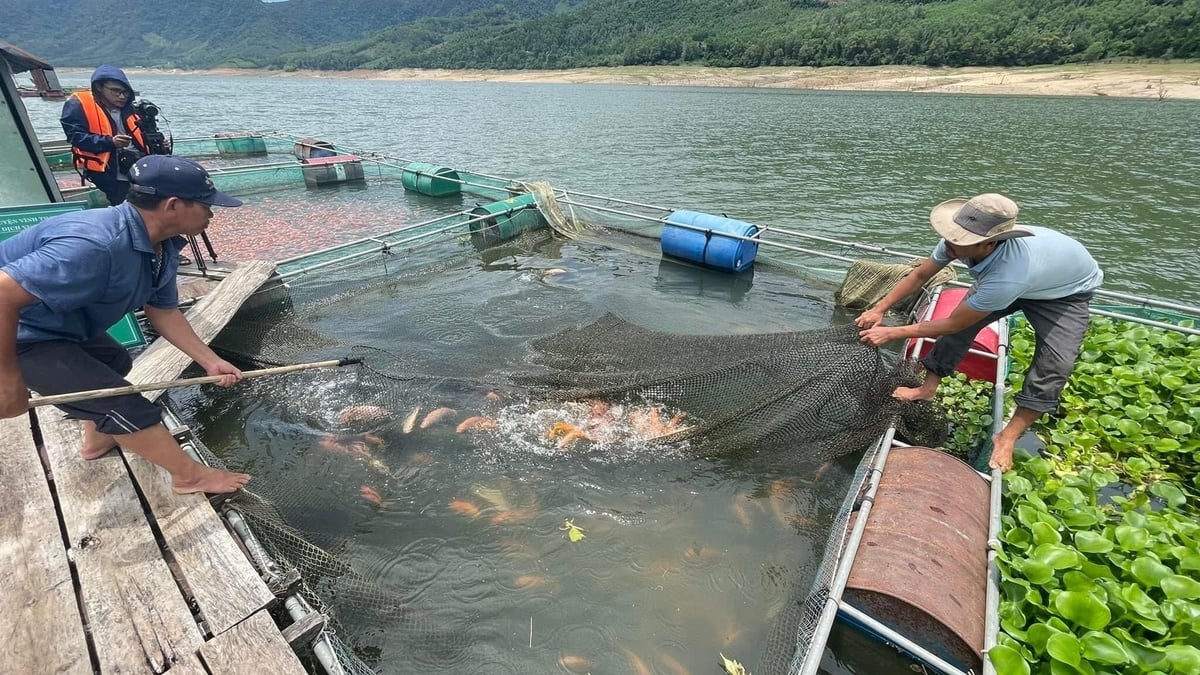 In 2024, the red tilapia farming in the Dinh Binh reservoir yielded 600 tons. Photo: V.D.T. In 2024, the red tilapia farming in the Dinh Binh reservoir yielded 600 tons. Photo: V.D.T.