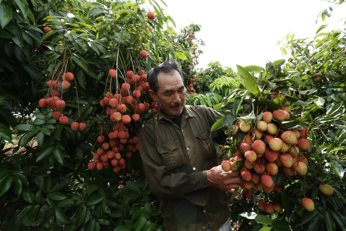 Vietnam's lychee harvest is expected to reach 303,000 tons in 2025. Photo: H.T. Vietnam's lychee harvest is expected to reach 303,000 tons in 2025. Photo: H.T.