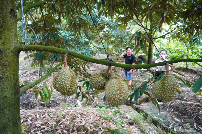 Durian prices decreased deeply, but gardeners could not stop investing high costs for fear of exhaustion and death. Photo: Hoang Nam