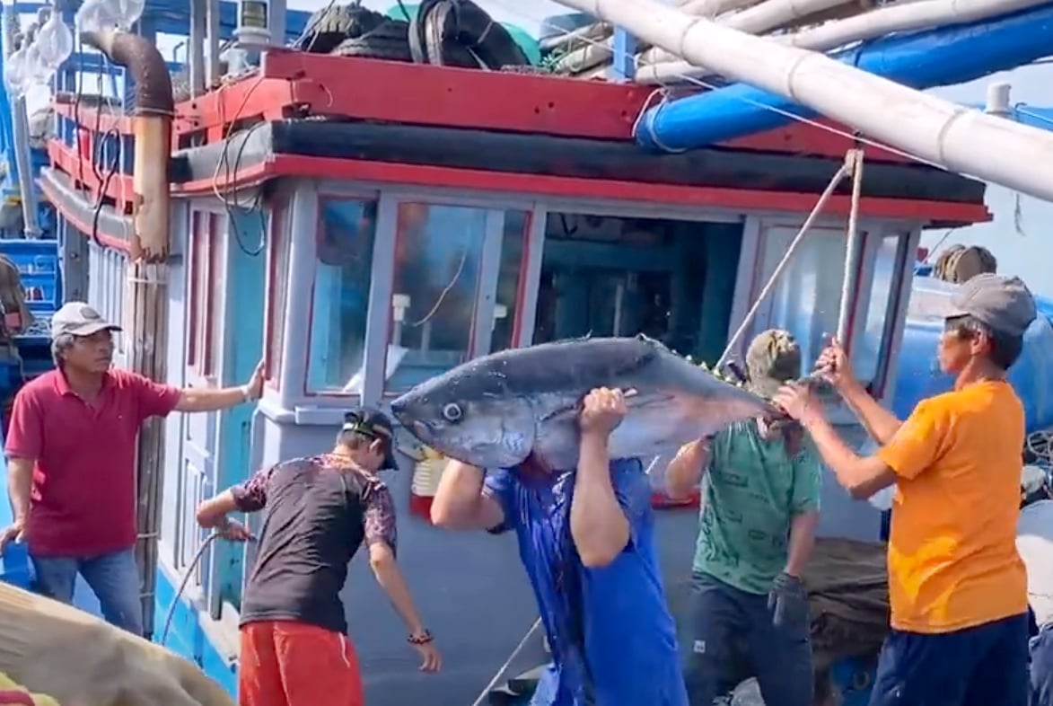Fishermen unload tuna onshore. Photo: Son Trang. Fishermen unload tuna onshore. Photo: Son Trang.