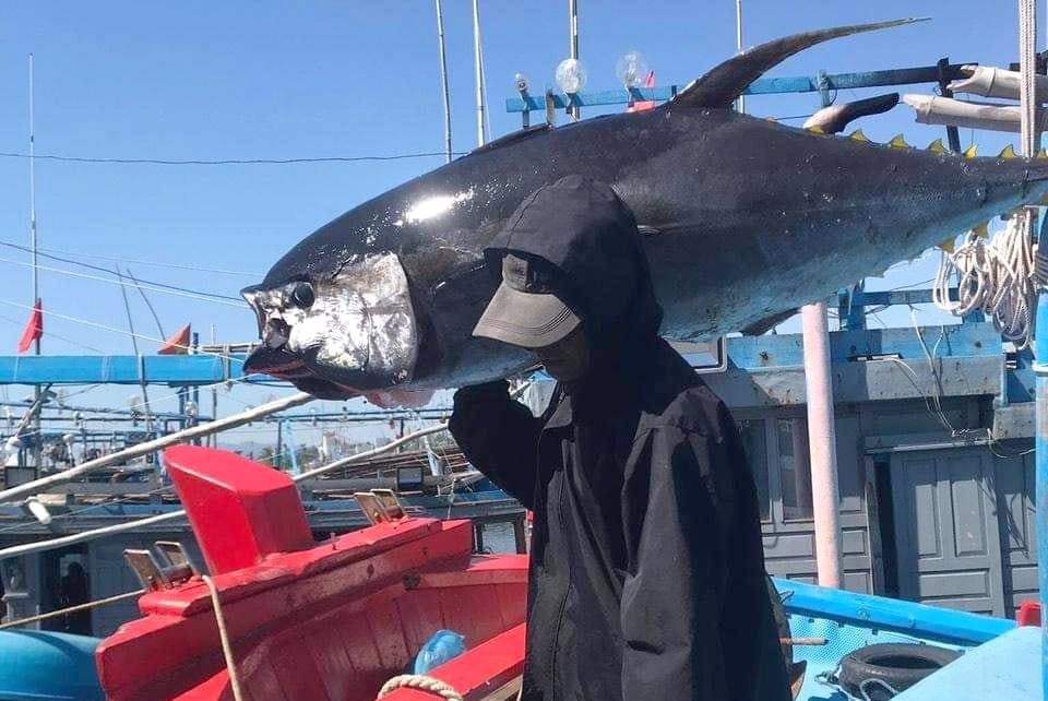 Vietnamese tuna faces major challenges in the U.S. market. Photo: Son Trang. Vietnamese tuna faces major challenges in the U.S. market. Photo: Son Trang.