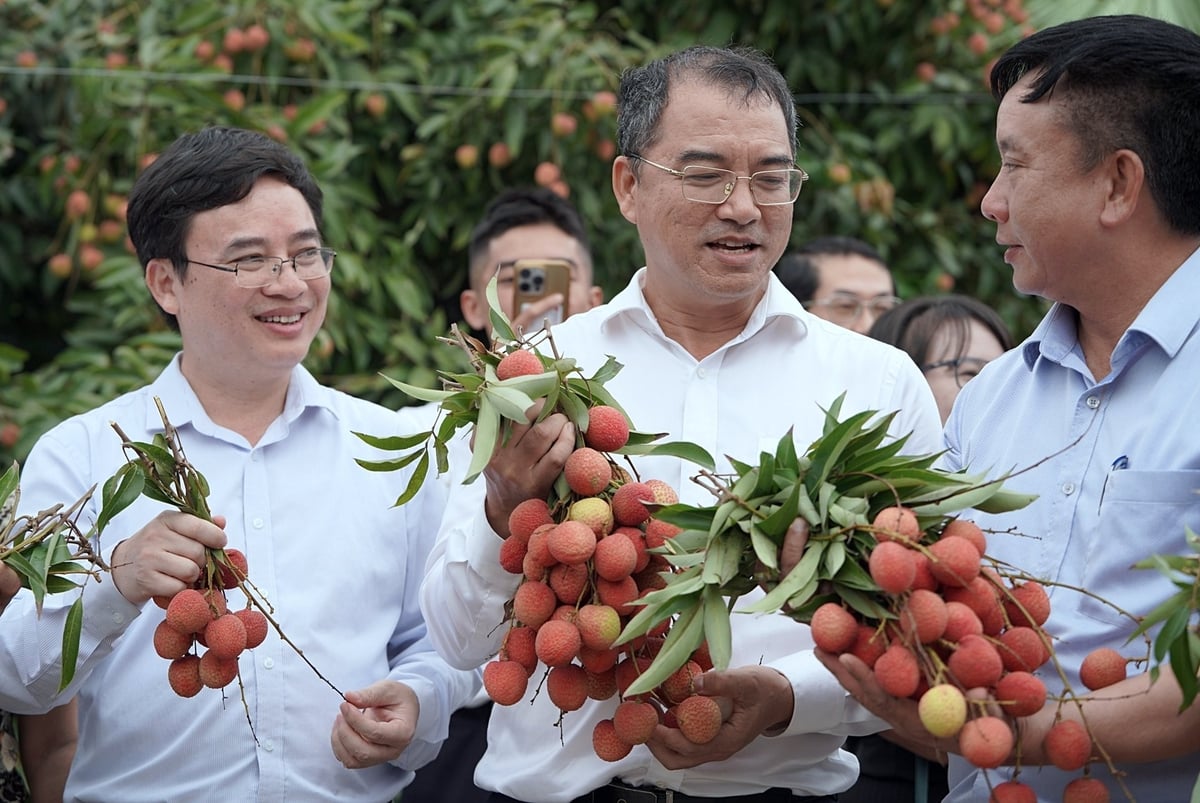 The 2025 Thanh Ha lychee crop is rated as a bumper harvest. Photo: Bao Thang.