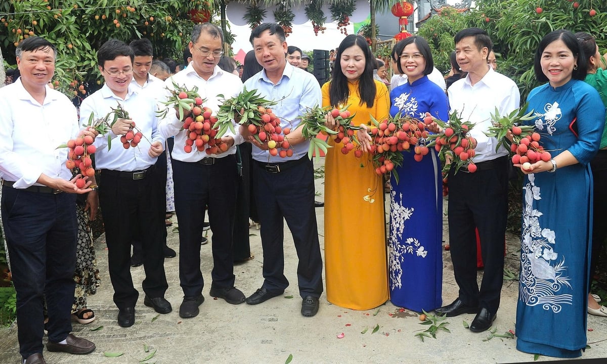 Central and Hai Duong provincial leaders visit the Thanh Ha lychee region. Photo: Pham Hieu.