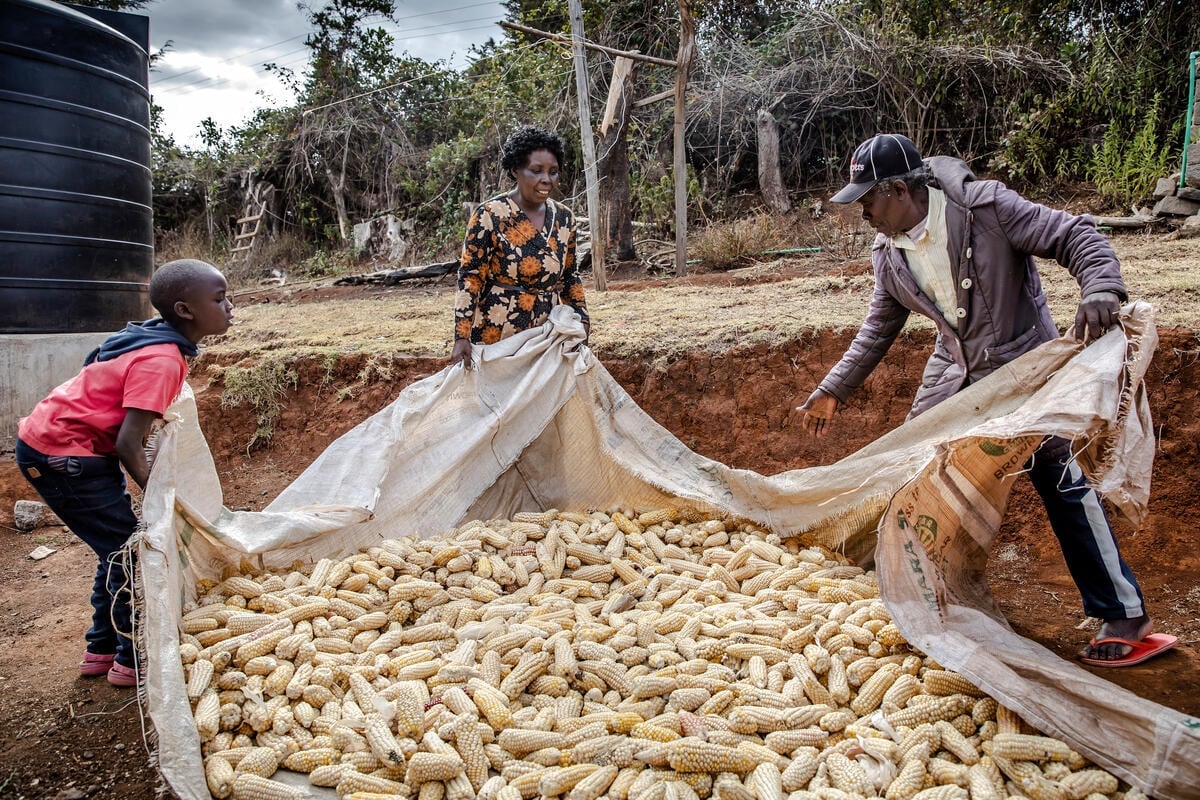 Gathering maize in Kenya. Gathering maize in Kenya.