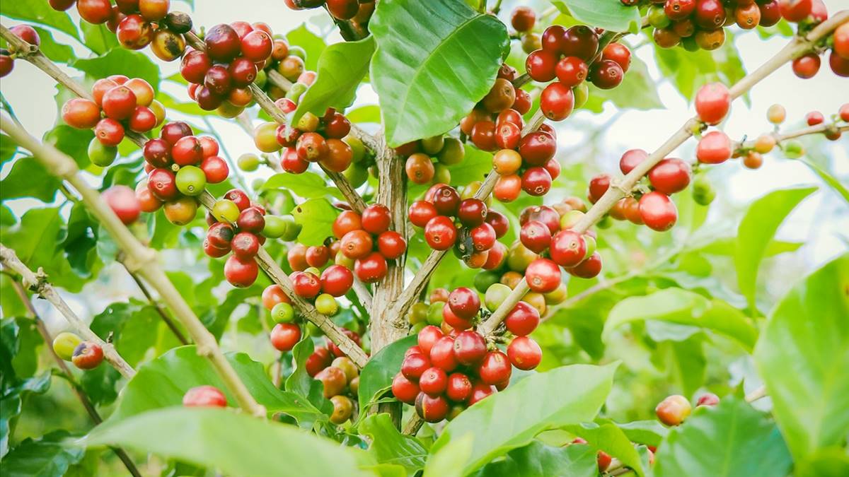 Latest domestic and global coffee prices on June 5, 2025