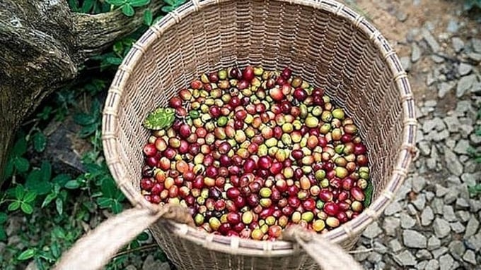 Latest domestic and global coffee prices on June 13, 2025 Latest domestic and global coffee prices on June 13, 2025