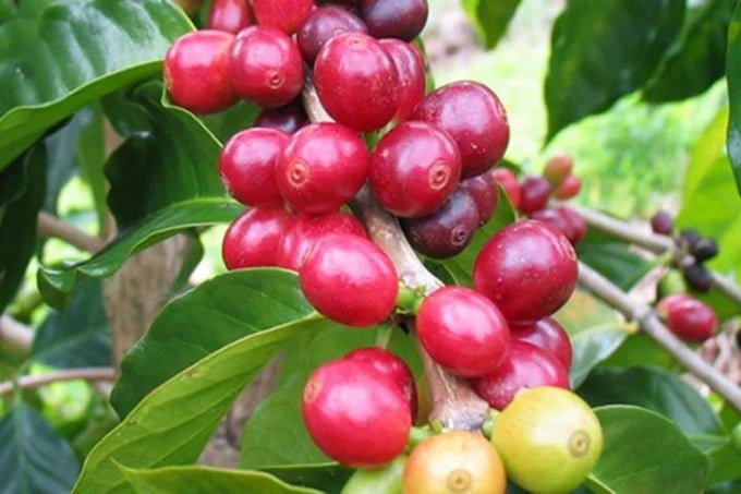 Latest domestic and global coffee prices on June 12, 2025 Latest domestic and global coffee prices on June 12, 2025