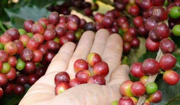 Latest coffee prices on June 10, 2025, domestically and globally