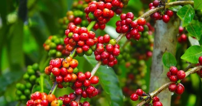 Latest domestic and global coffee prices on June 11, 2025