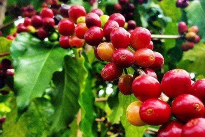 Coffee prices on June 19, 2025, domesitcally and globally Coffee prices on June 19, 2025, domesitcally and globally