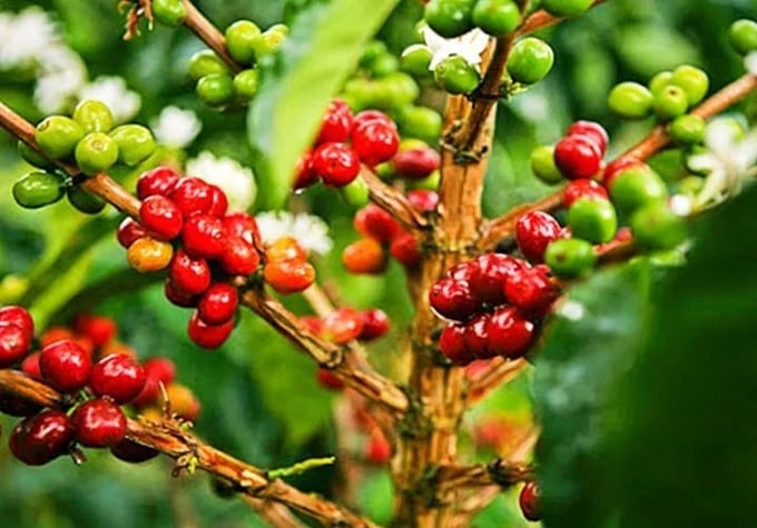 Latest domestic and global coffee prices on June 18, 2025 Latest domestic and global coffee prices on June 18, 2025