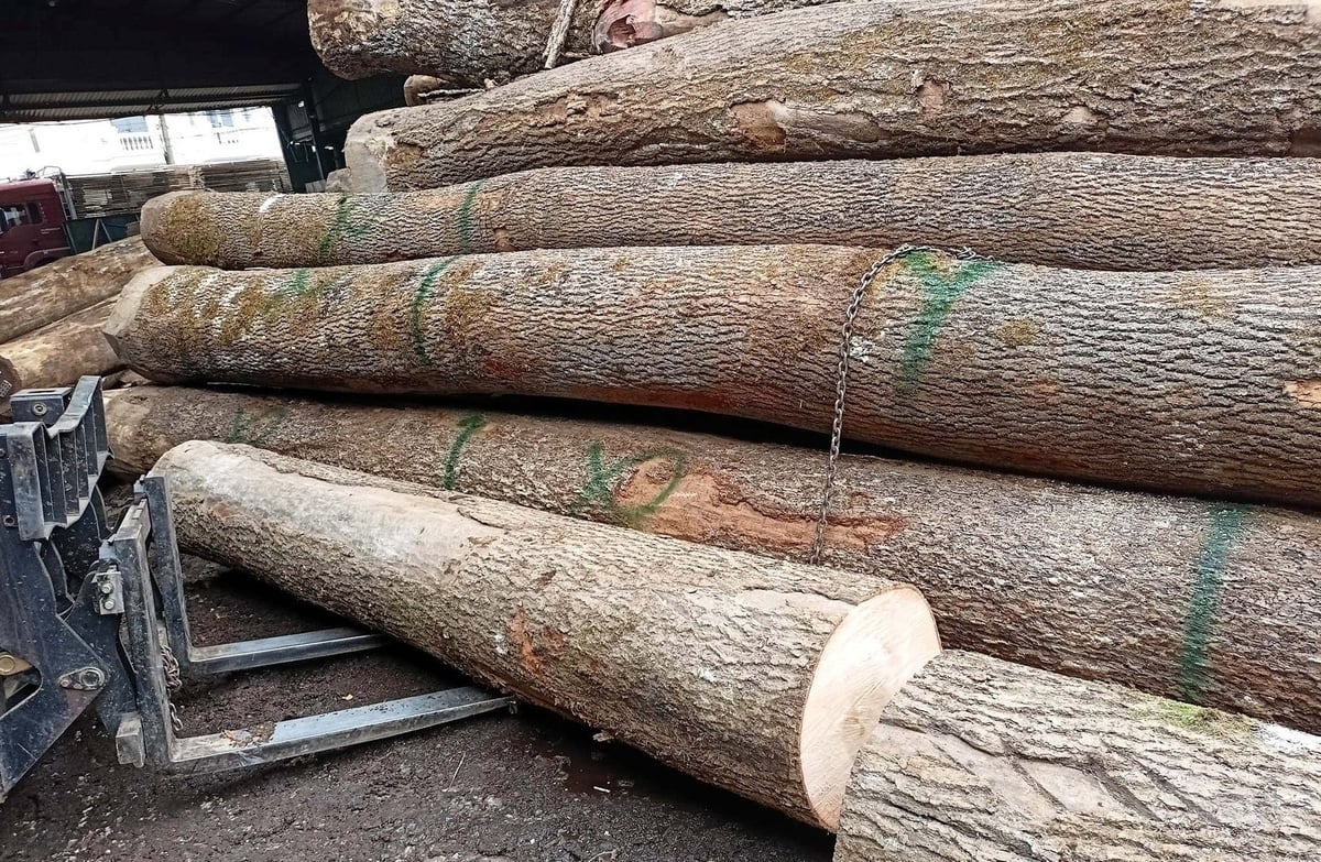 Vietnam's wood industry is prioritizing the import of raw wood from the United States. Photo: Son Trang.