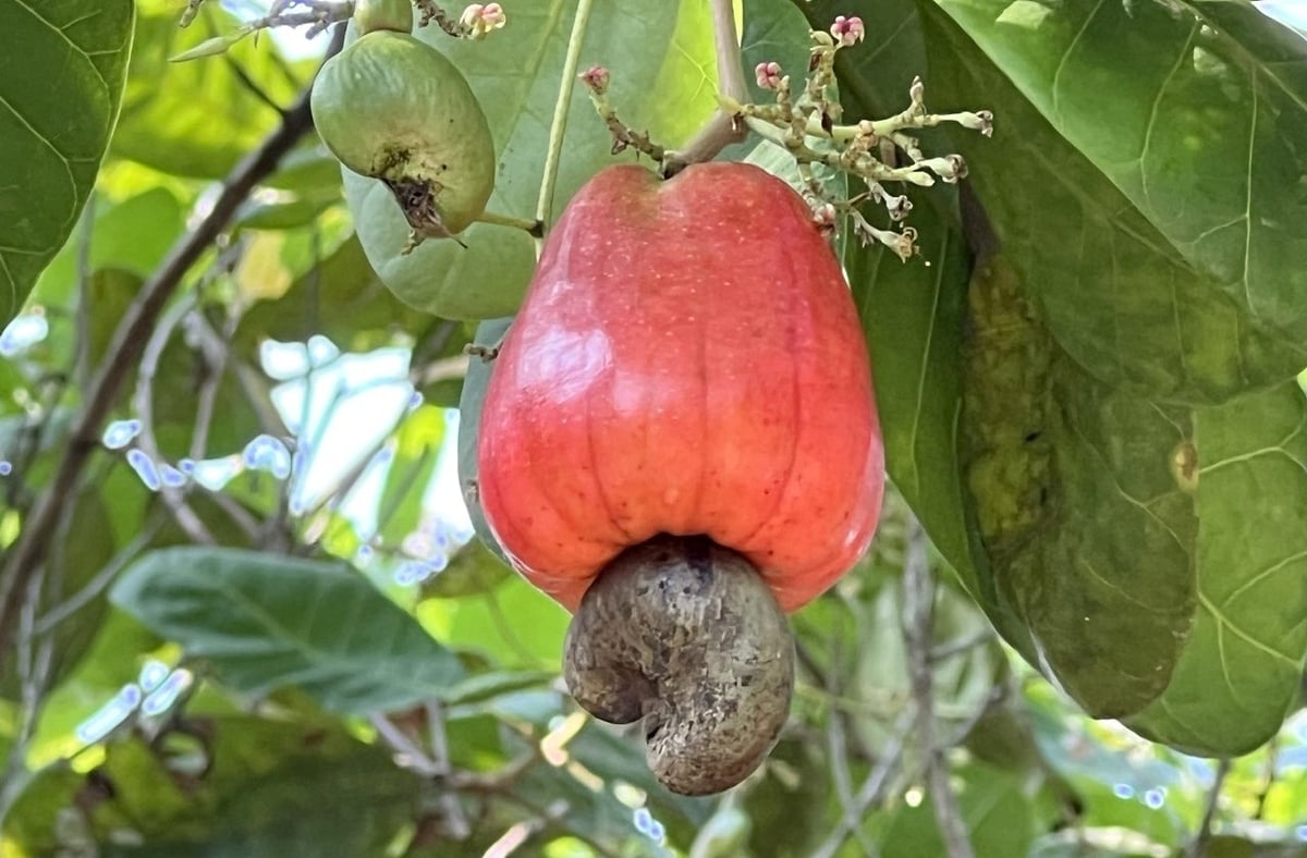 Cashew plantation in Binh Phuoc. Photo: Son Trang. Cashew plantation in Binh Phuoc. Photo: Son Trang.