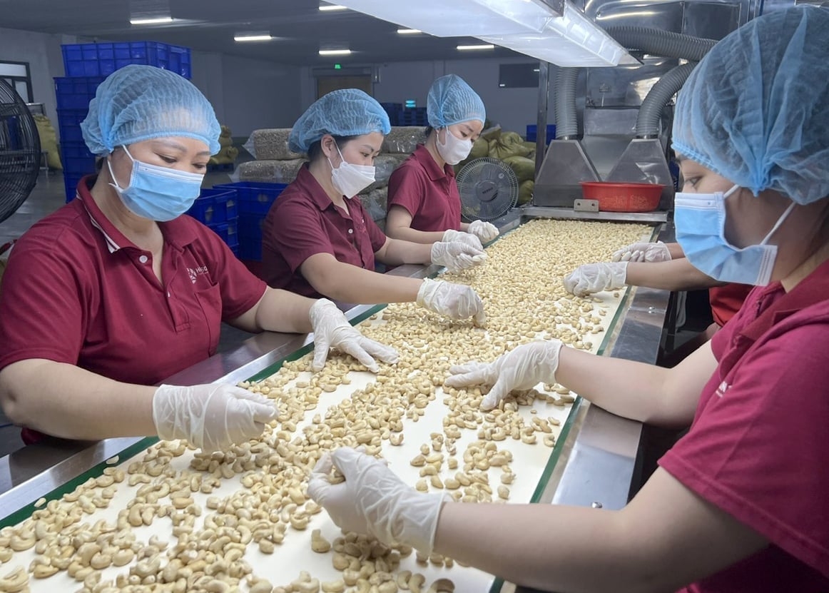 Employees of Hoang Son 1 Joint Stock Company's cashew processing facility. Photo: Son Trang. Employees of Hoang Son 1 Joint Stock Company's cashew processing facility. Photo: Son Trang.