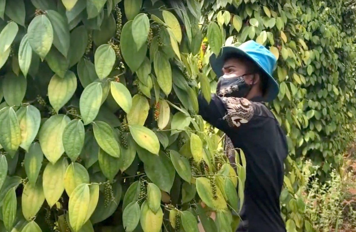 Farmers harvesting pepper in the Central Highlands. Photo: Son Trang. Farmers harvesting pepper in the Central Highlands. Photo: Son Trang.