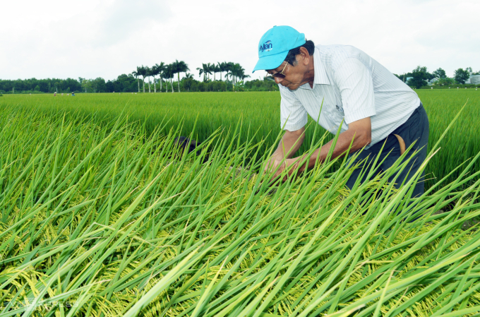 Mr. Ho Quang Cua many years of researching organic rice, then safe rice. Photo: Chuc Ly