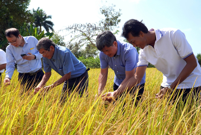 Deputy Minister Tran Thanh Nam (2nd from the right) to visit the safe rice production model in Nga Nam town, Soc Trang province. Photo: An Minh