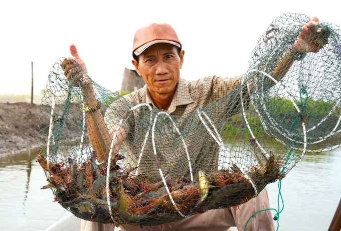 He harvested shrimp gradually when he arrived. Photo: An Minh