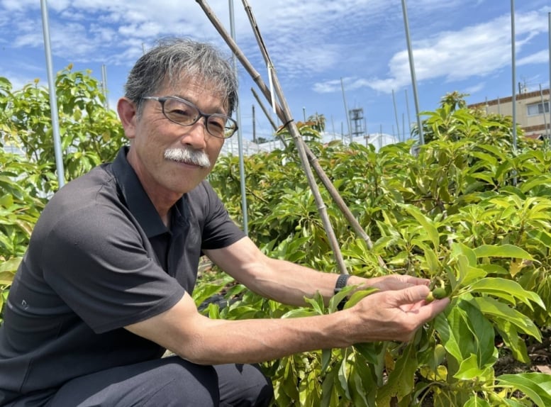 Tsutomu Uchida has experimented with various cultivation techniques since he started growing avocados in Shizuoka Prefecture in October 2020. | TOMOKO OTAKE.