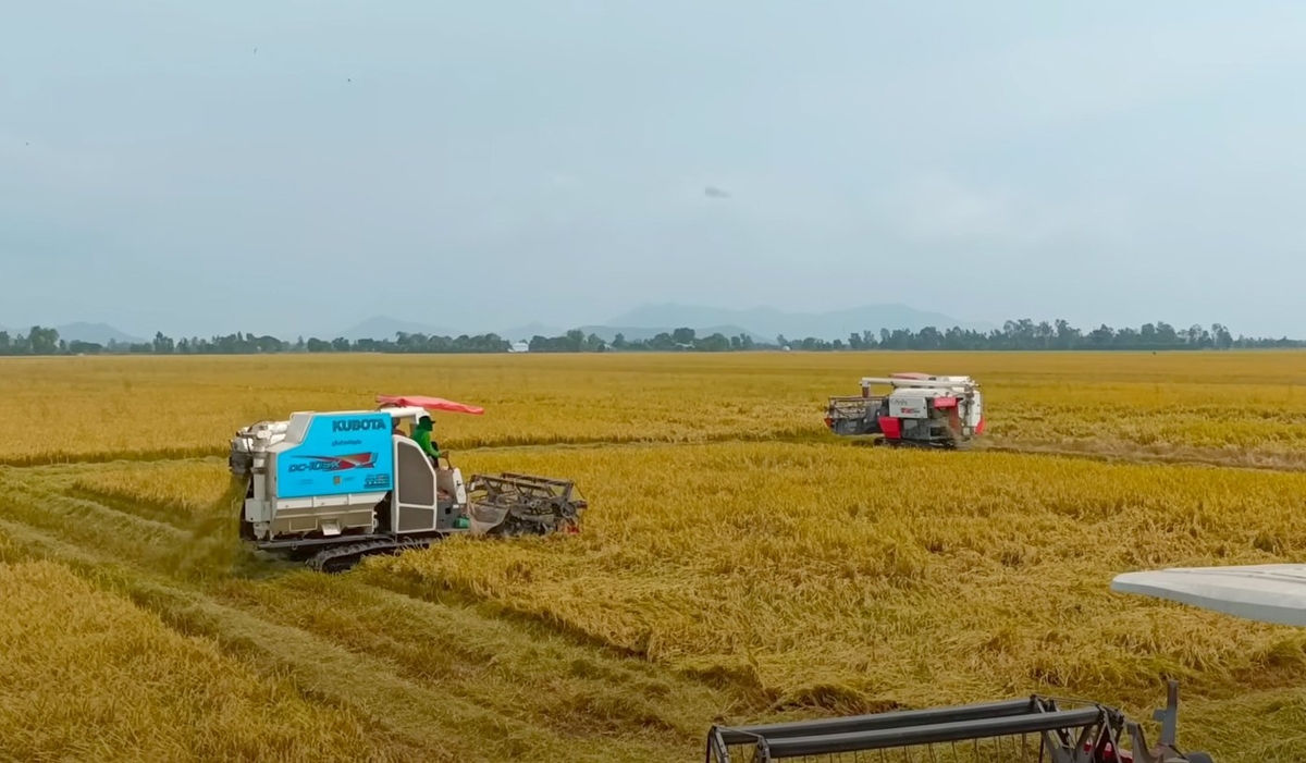 A network of Vietnamese-owned businesses in the United States that possess strong distribution capabilities and comprehend local consumer preferences could also serve as critical influencers. Photo: Son Trang.