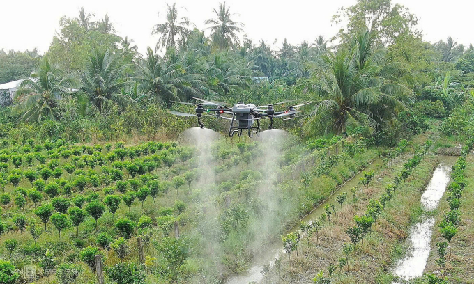 Drone sprayed in the fruit gardens in Ca Mau. Photo: Chuc Ly
