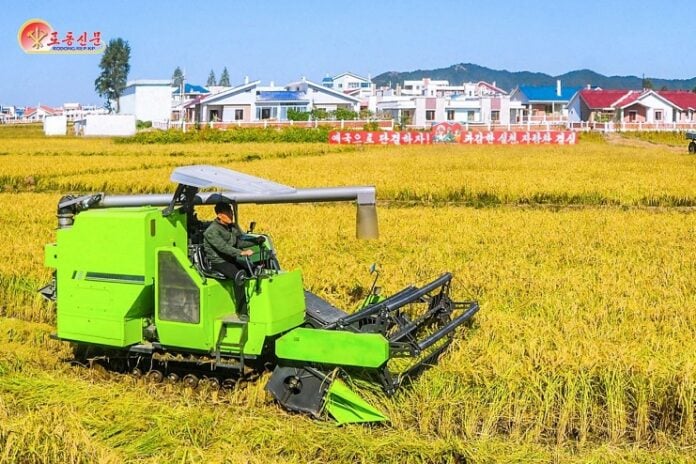 North Korea’s Rodong Sinmun newspaper reported on Oct. 8, 2024, that this year’s rice harvest was expected to exceed plans by more than a ton on average and that threshing began one week earlier than last year due to applying scientific farming techniques per the Juche farming method. Photo: Rodong Sinmun, News1.
