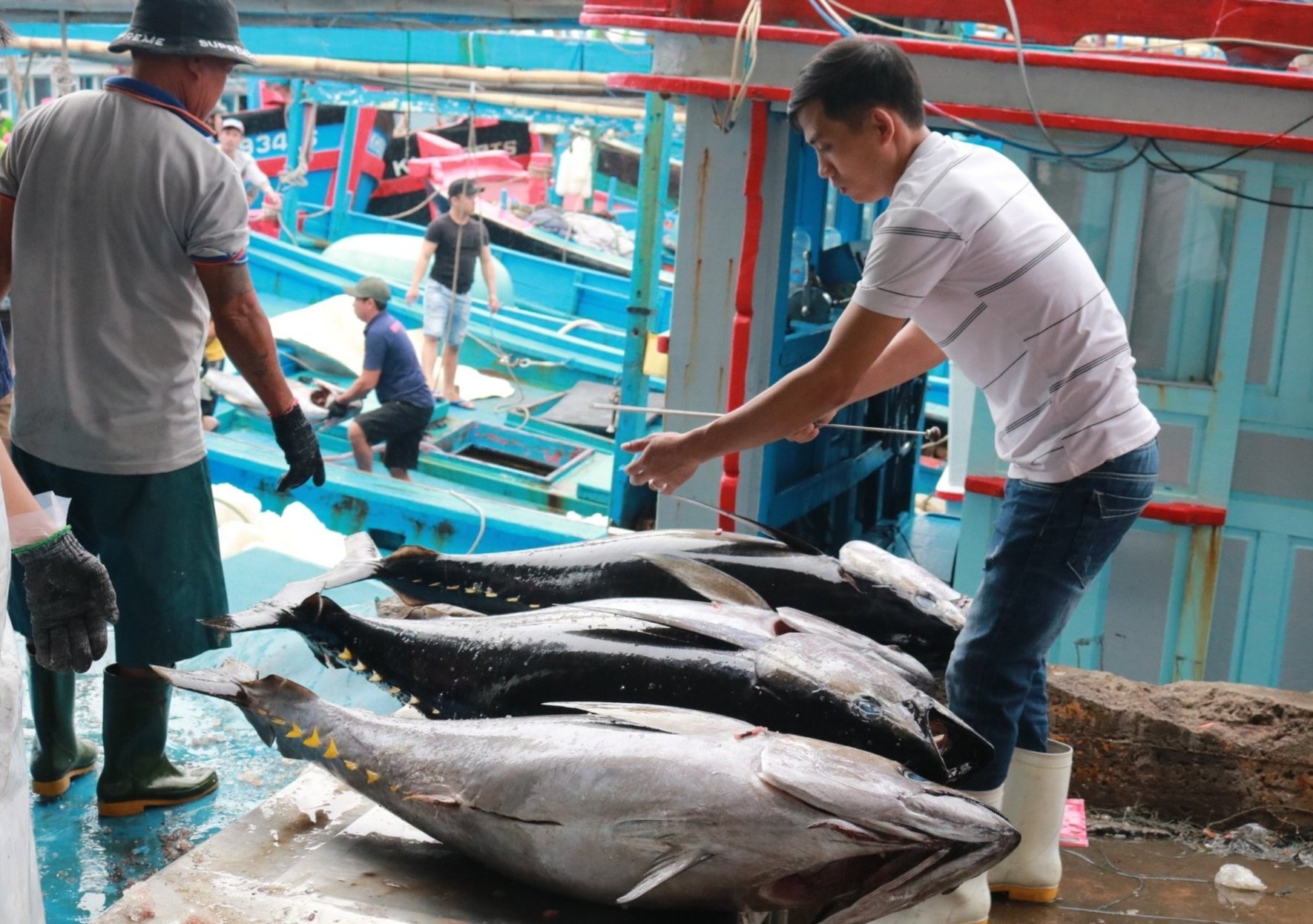 Tuna was the group with the sharpest decline in June, down more than 31% compared to the same period last year. Photo: Kim So. Tuna was the group with the sharpest decline in June, down more than 31% compared to the same period last year. Photo: Kim So.