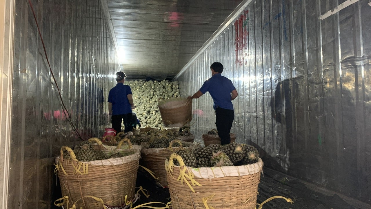 Workers are unloading pineapples from the truck to the processing factory. Photo: Ho Thao.
