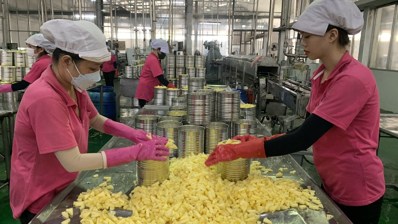 Workers are packing pineapples. Photo: Ho Thao.