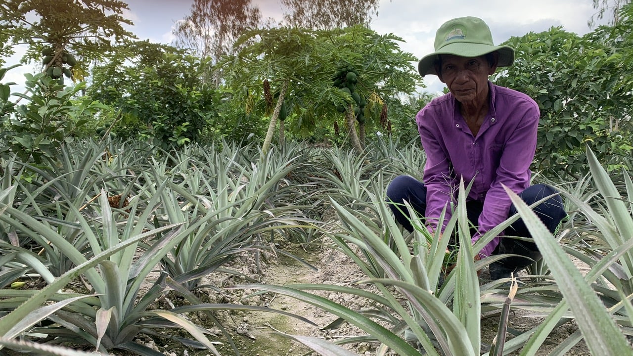 Mr. Dinh Van Mai is tending the pineapple garden. Photo: Ho Thao.
