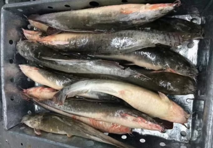 Whole fish are frozen and packaged in bulk in cartons, ready for export to serve the Chinese mass market segment. Illustrative photo. Whole fish are frozen and packaged in bulk in cartons, ready for export to serve the Chinese mass market segment. Illustrative photo.