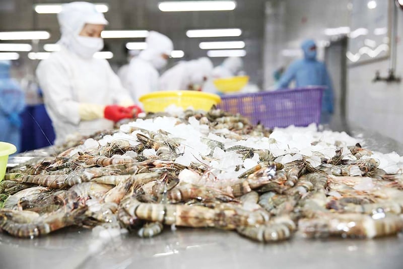 Early May brought many positive signals for Vietnam’s shrimp industry. Photo: VASEP. Early May brought many positive signals for Vietnam’s shrimp industry. Photo: VASEP.