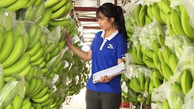 Vietnam's banana industry has the potential to become one of the nation's primary agricultural exports. Photo: Illustration. Vietnam's banana industry has the potential to become one of the nation's primary agricultural exports. Photo: Illustration.