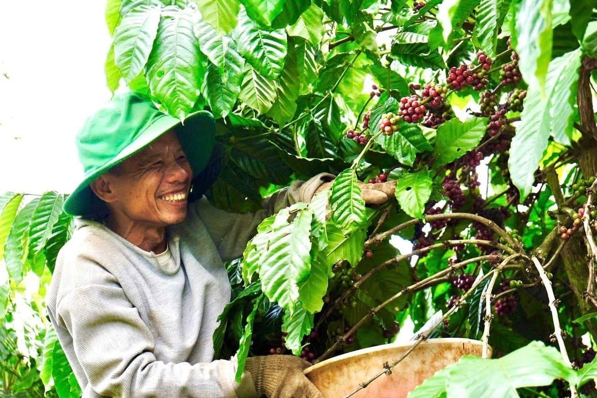 Developing specialty and sustainable coffee helps increase export value. Photo: Tran Tho.
