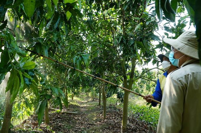 Mr. Loc sprayed on the mango. Photo: Ngoc Tai