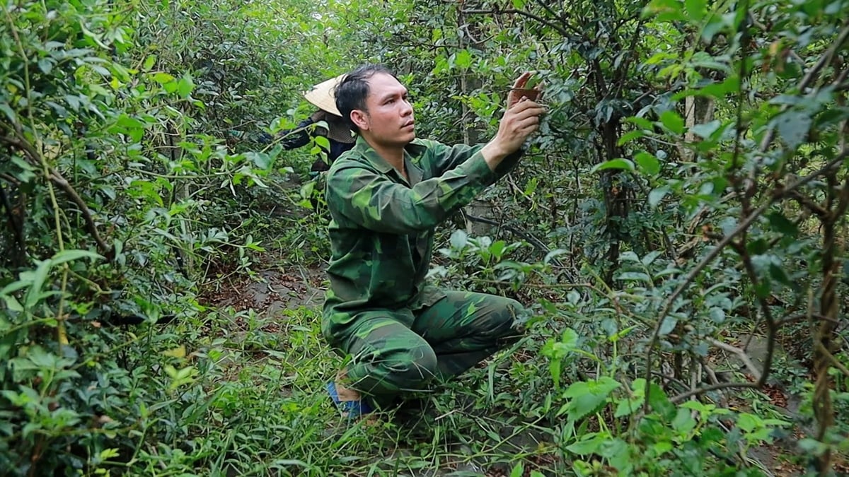 Awakening the medicinal herb potential of the great Pu Mat forest. Photo: Viet Khanh. Awakening the medicinal herb potential of the great Pu Mat forest. Photo: Viet Khanh.