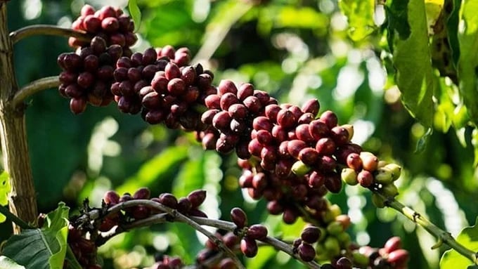 Latest domestic and global coffee prices on June 27, 2025