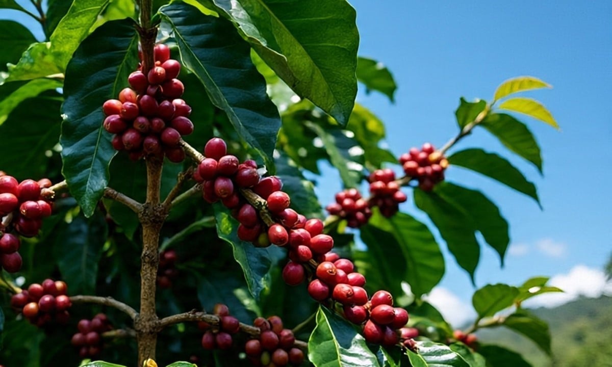 Latest domestic and global coffee prices on July 11, 2025