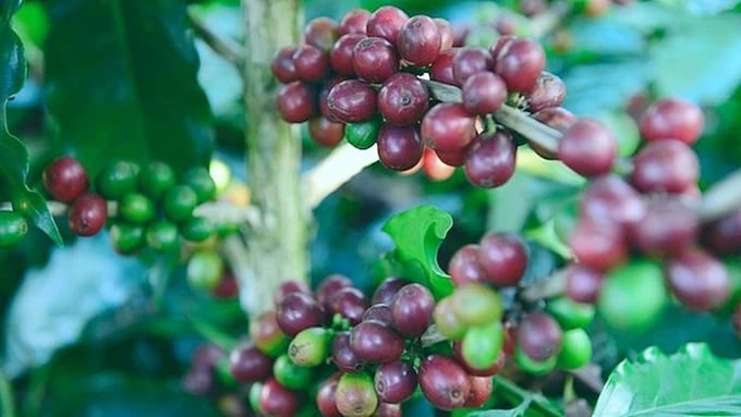 Latest domestic and global coffee prices on June 26, 2025