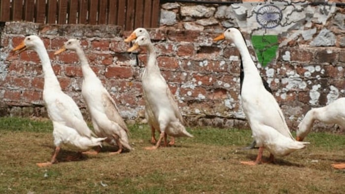 India’s poultry sector presses for GM feed imports amid soaring costs. Photo: Poultryworld.