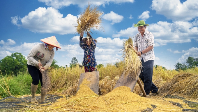 Mr. Viet and farmers harvest rice season. Photo: Character provided