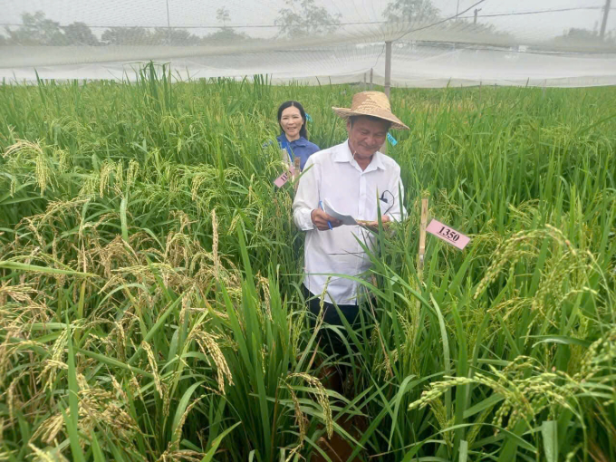 Mr. Viet with seasonal rice to research and preserve seeds. Photo: Character provided