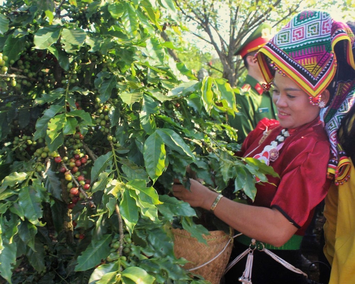 Smallholder farmers need specific guidance to adapt to the EUDR. Photo: Nguyen Nga.