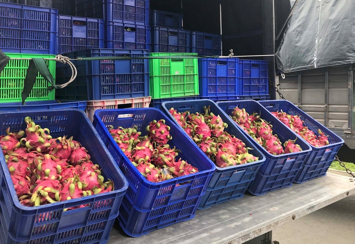 Fruit-importing markets now all have high requirements for quality and food safety. Photo: Minh Sang. Fruit-importing markets now all have high requirements for quality and food safety. Photo: Minh Sang.